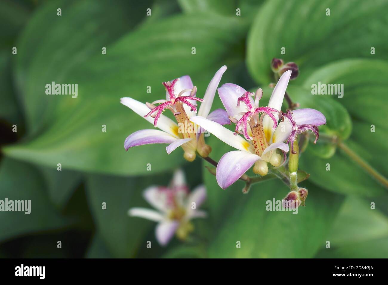 Taiwanese toad lily (Tricyrtis formosana) Stock Photo