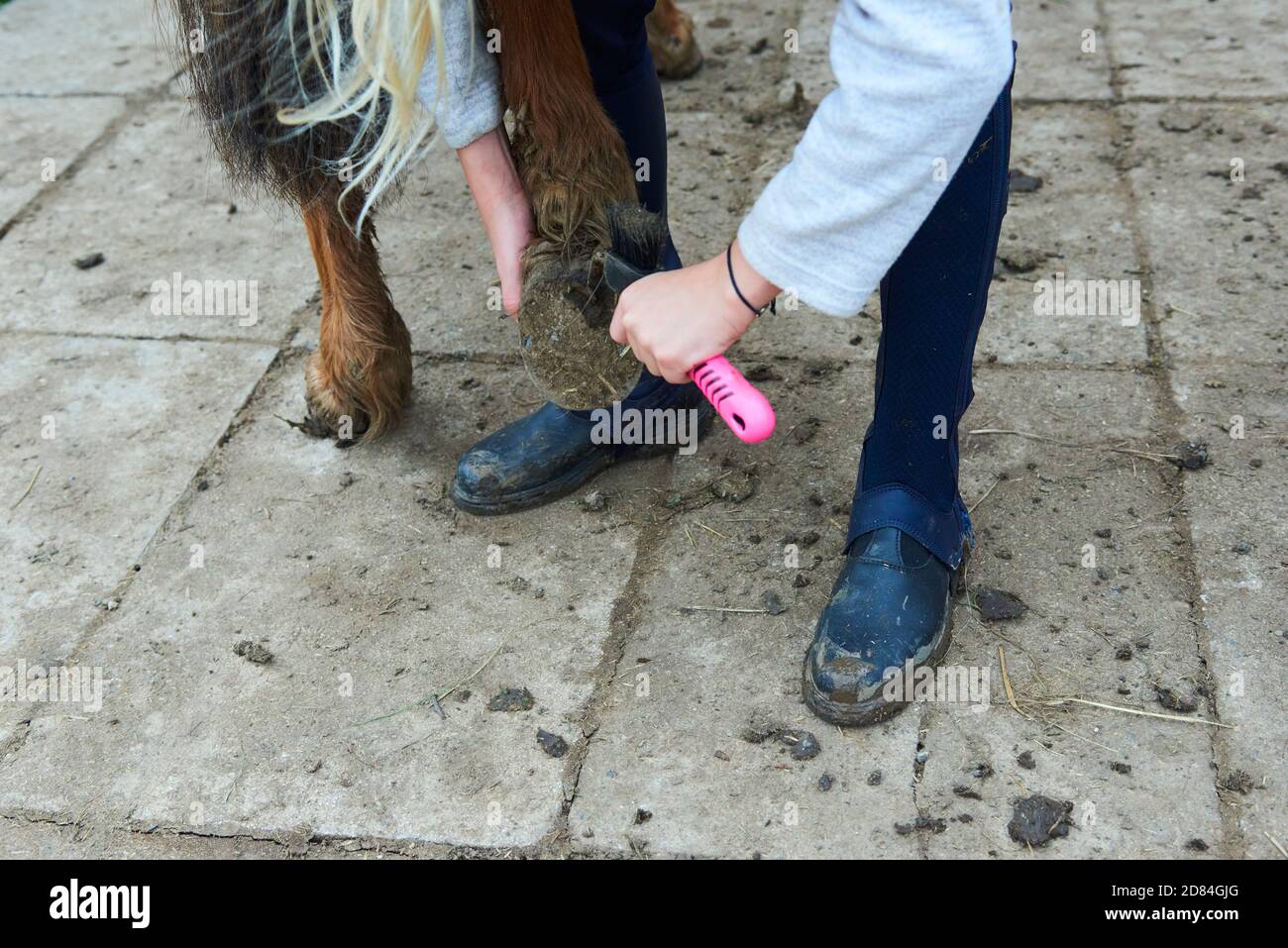 Child grooming horse with brush, Girl cleaning and taking care of horse Stock Photo