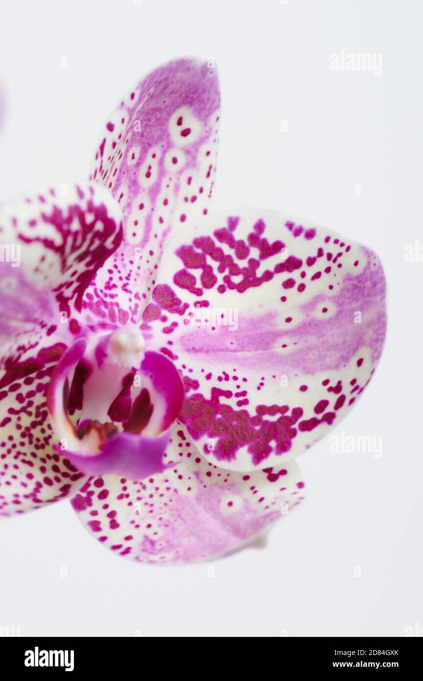 Pink orchid flower head isolated on white studio background Stock Photo