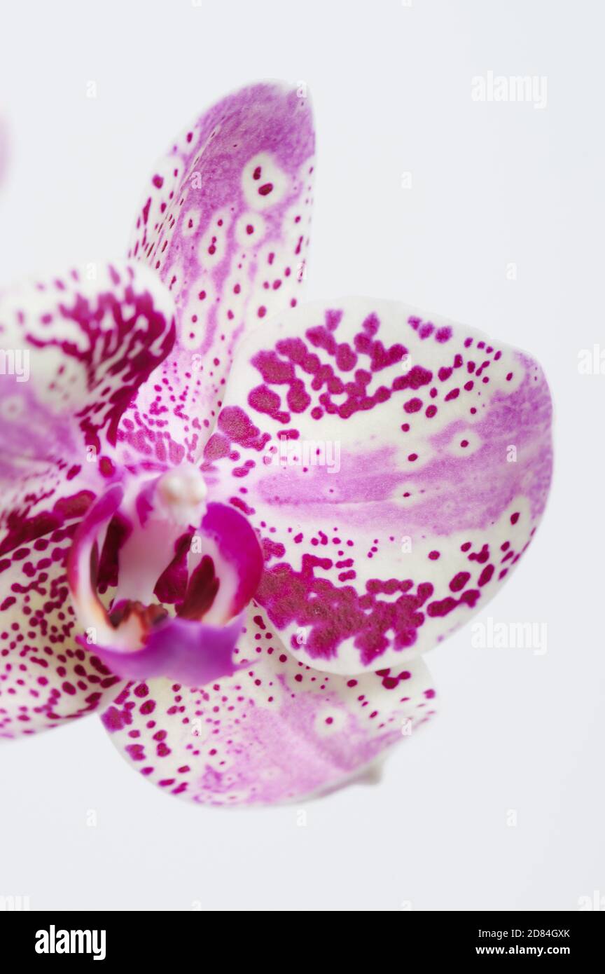 Pink orchid flower head isolated on white studio background Stock Photo ...