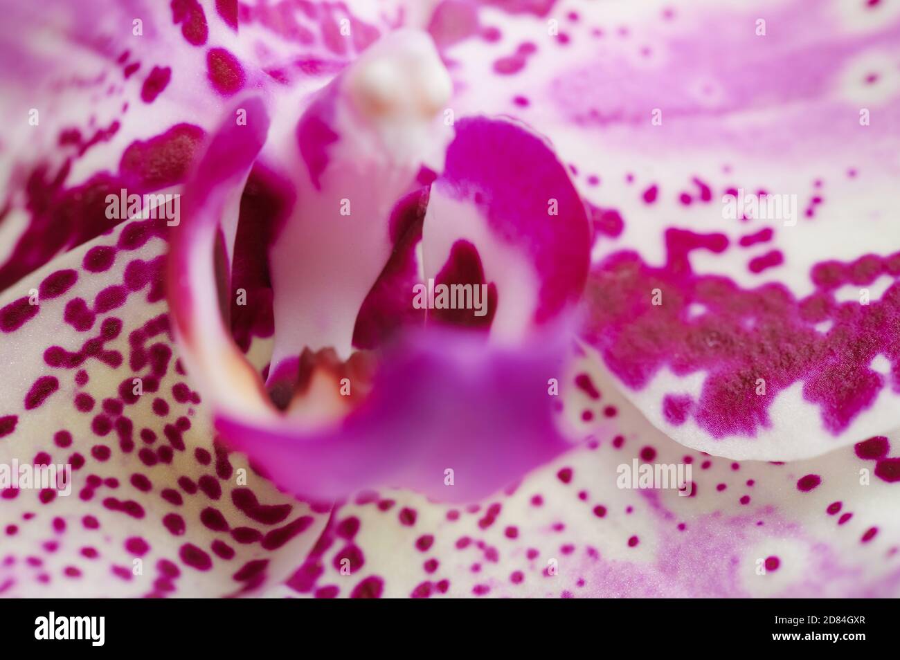 Macro of pink orchid flower blossom. Abstract background Stock Photo