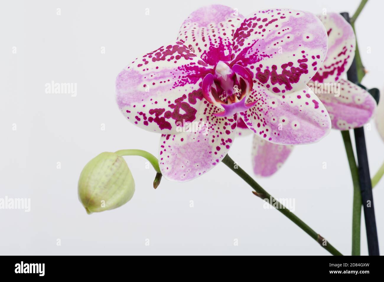 Branch of orchid flower isolated on white studio background Stock Photo
