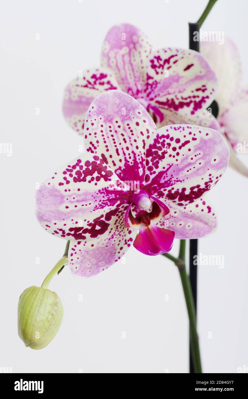Elegant purple orchid flower isolated on white studio background Stock Photo