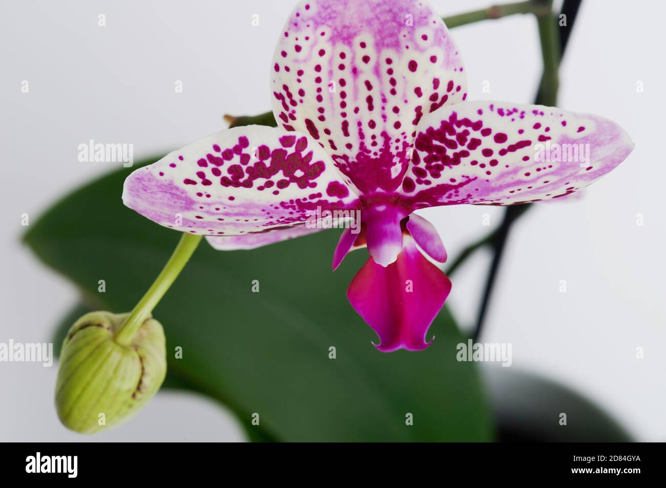 Orchid flower plant macro close up view on studio background Stock Photo
