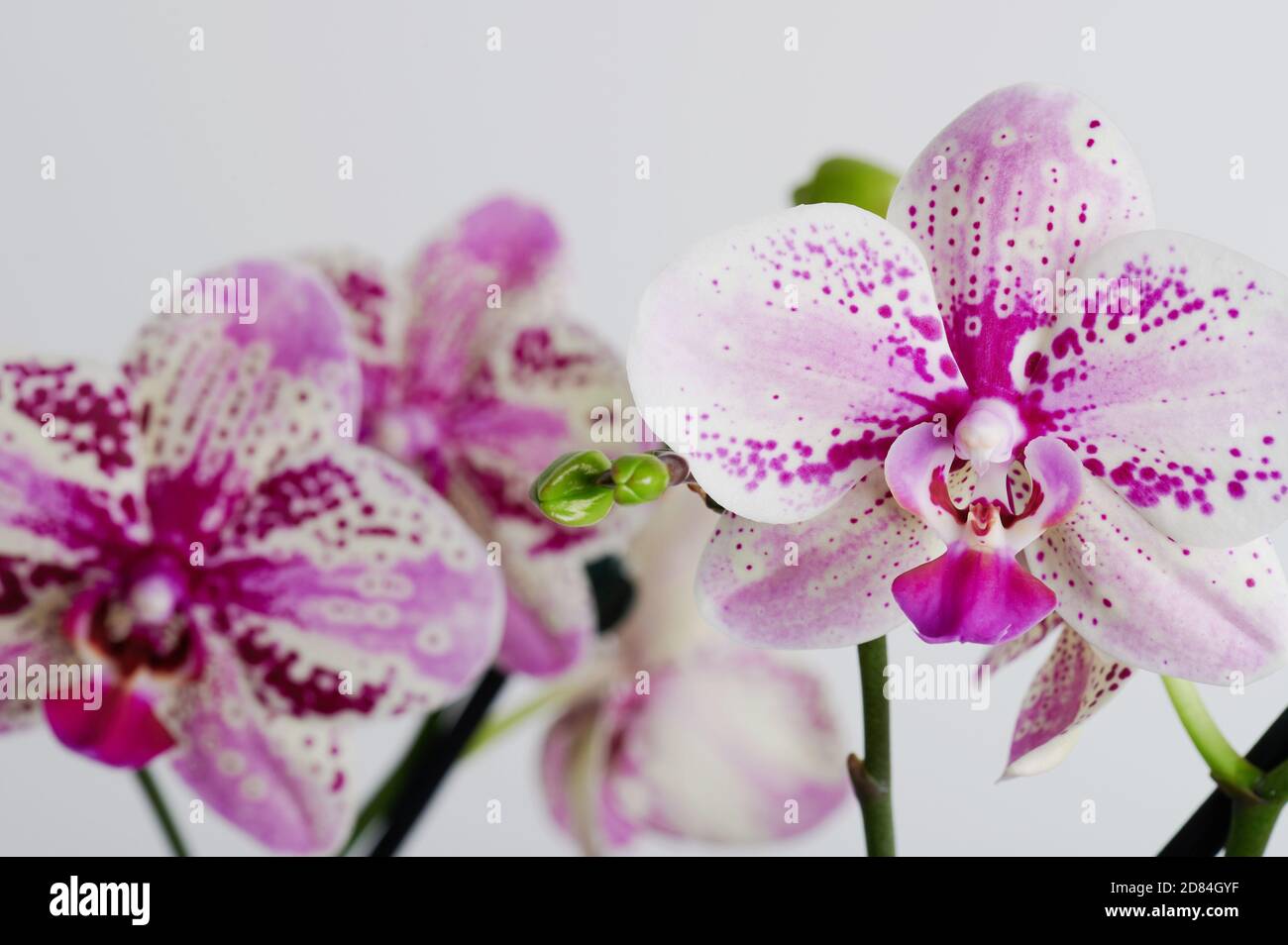 White with purple dots orchid flower leafs isolated on studio background Stock Photo