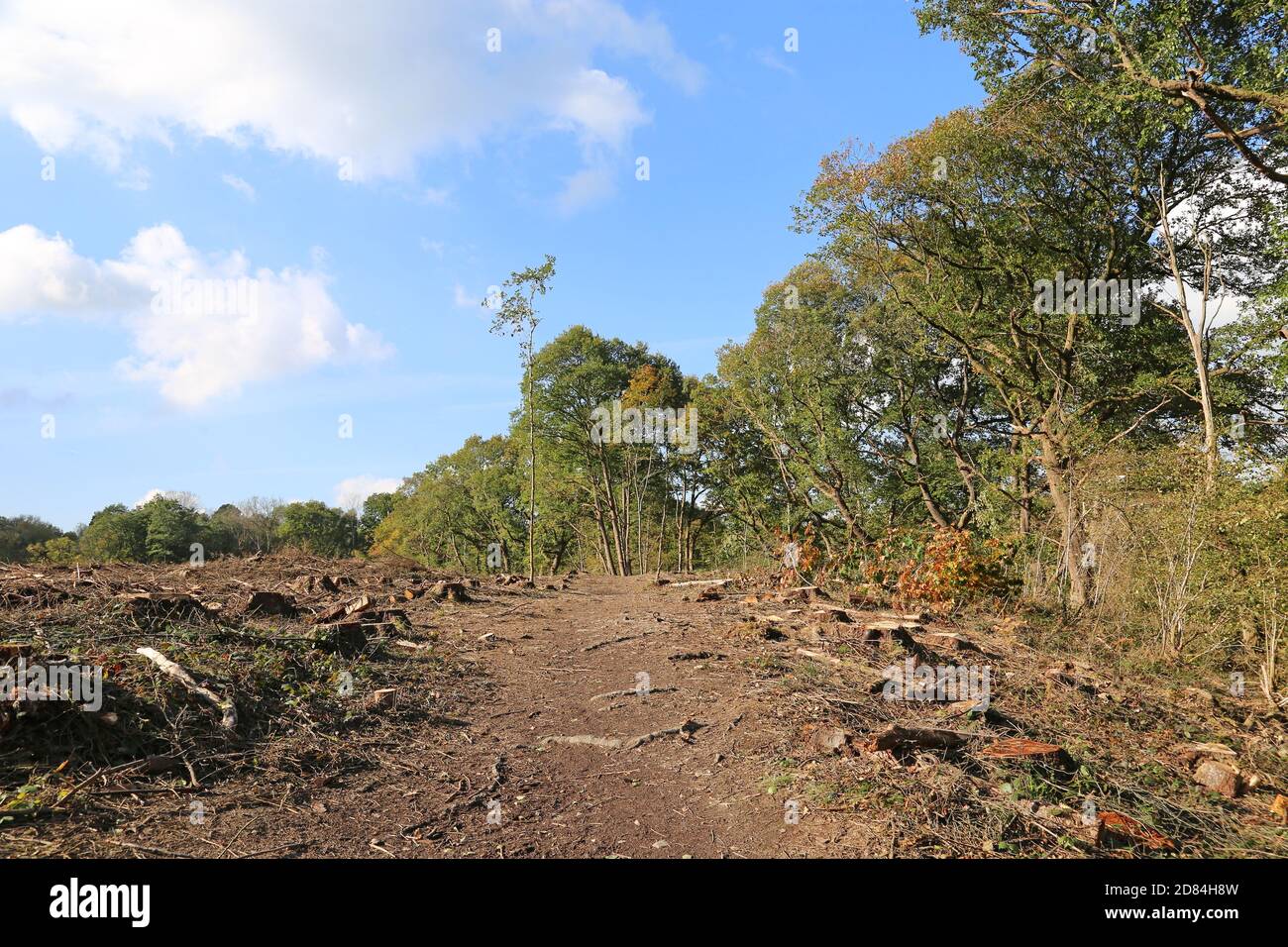Land recently cleared of trees, Wye Valley Way just north of Builth Wells, Brecknockshire, Powys, Wales, Great Britain, United Kingdom, UK, Europe Stock Photo