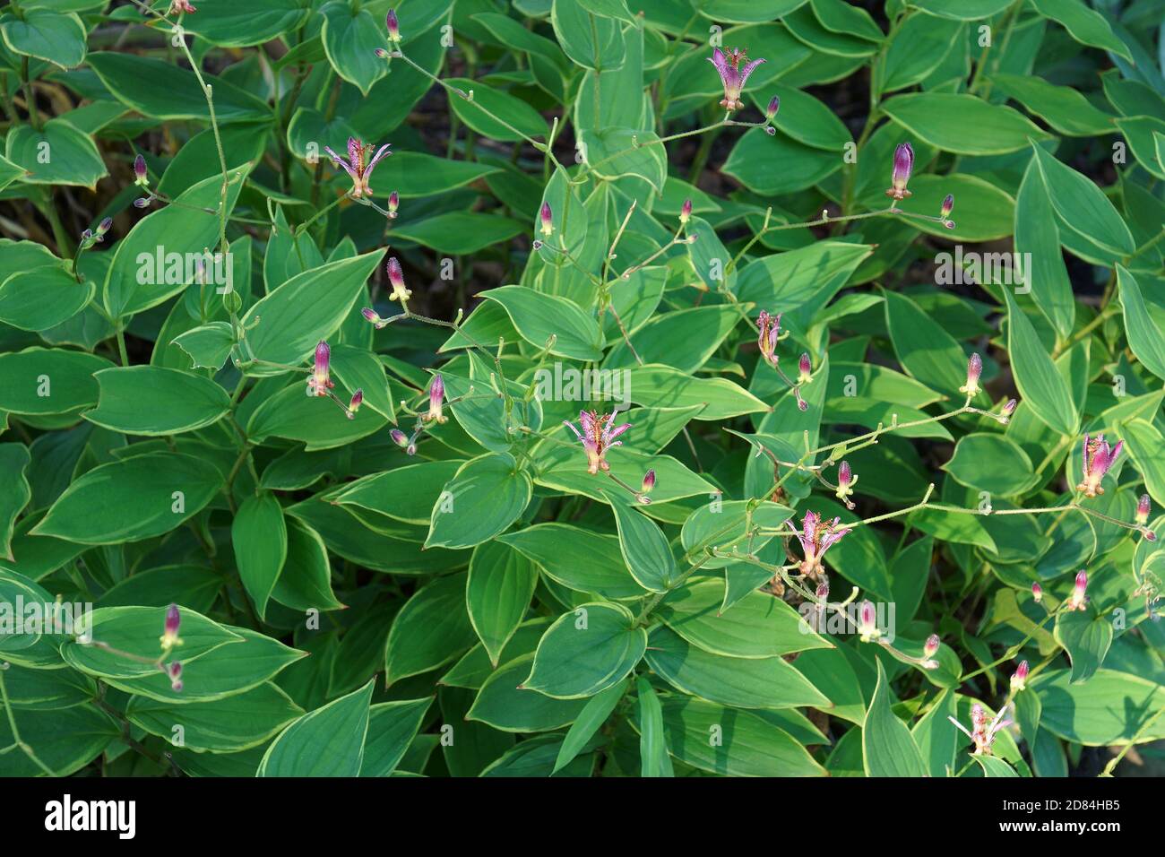 Taiwanese toad lily (Tricyrtis formosana) Stock Photo