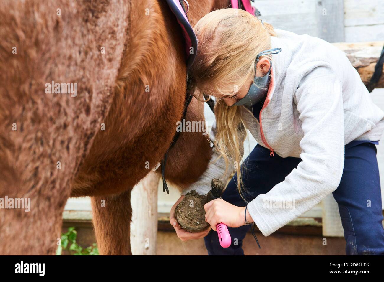 Child grooming horse with brush, Girl cleaning and taking care of horse