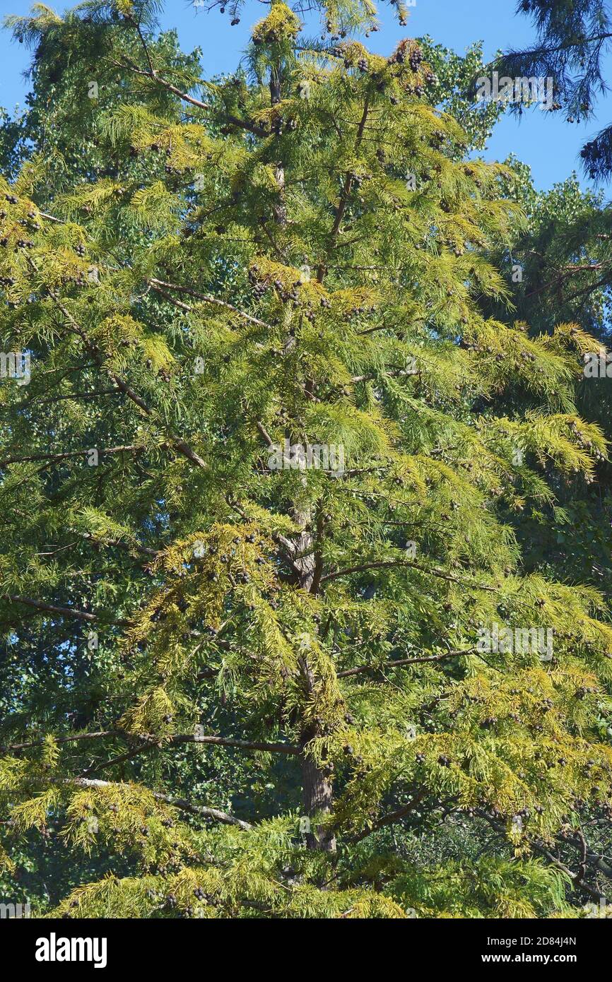 Bald cypress (Taxodium distichum). Called Southern cypress, White cypress, Tidewater red cypress, Gulf cypress and Swamp cypress also Stock Photo