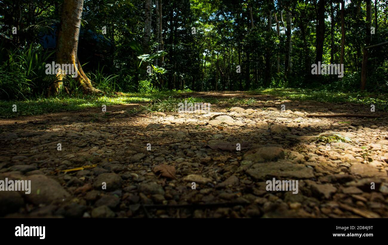 sun rays through the trees Stock Photo - Alamy