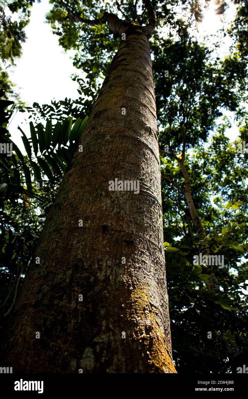 sun rays through the trees Stock Photo - Alamy