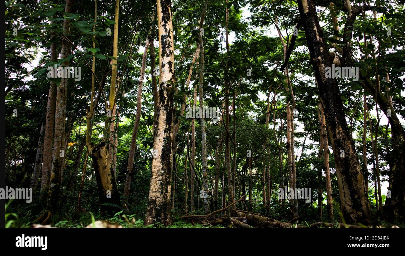 sun rays through the trees Stock Photo - Alamy