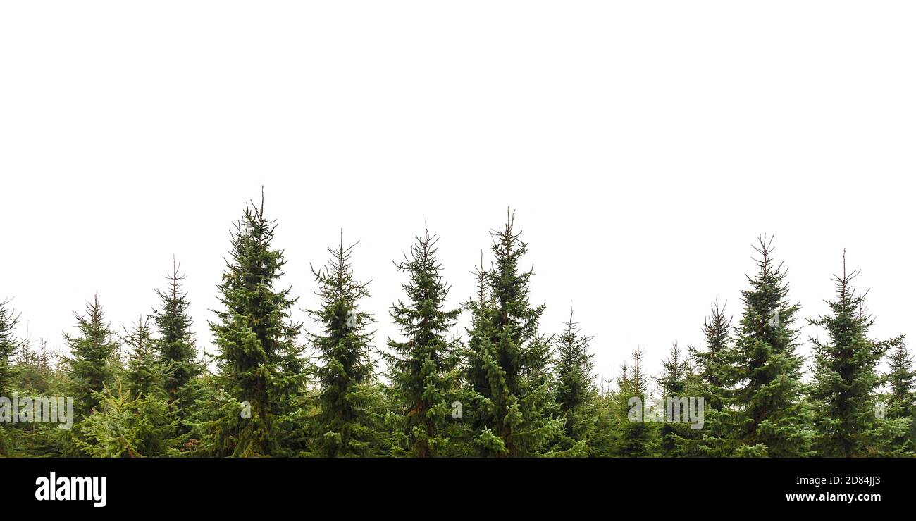 Row of Christmas pine trees isolated on a white background Stock Photo