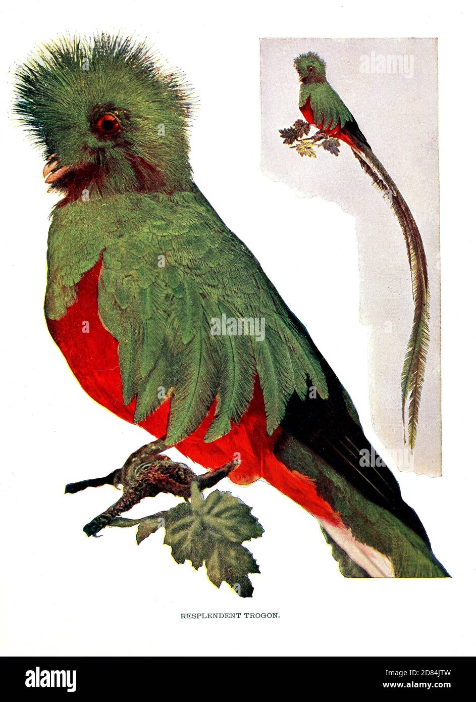 The resplendent quetzal (Pharomachrus mocinno [Here as Resplendent Trogon]) is a bird in the trogon family. It is found from Chiapas, Mexico to western Panama. It is well known for its colorful plumage. From Birds : illustrated by color photography : a monthly serial. Knowledge of Bird-life Vol 1 No 1 January 1897 Stock Photo