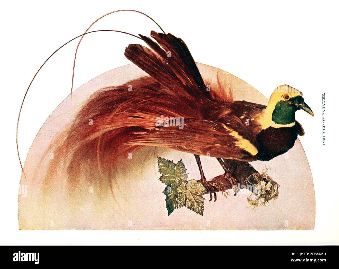 Male red bird-of-paradise (Paradisaea rubra, also cendrawasih merah) From Birds : illustrated by color photography : a monthly serial. Knowledge of Bird-life Vol 1 No 1 January 1897 Stock Photo