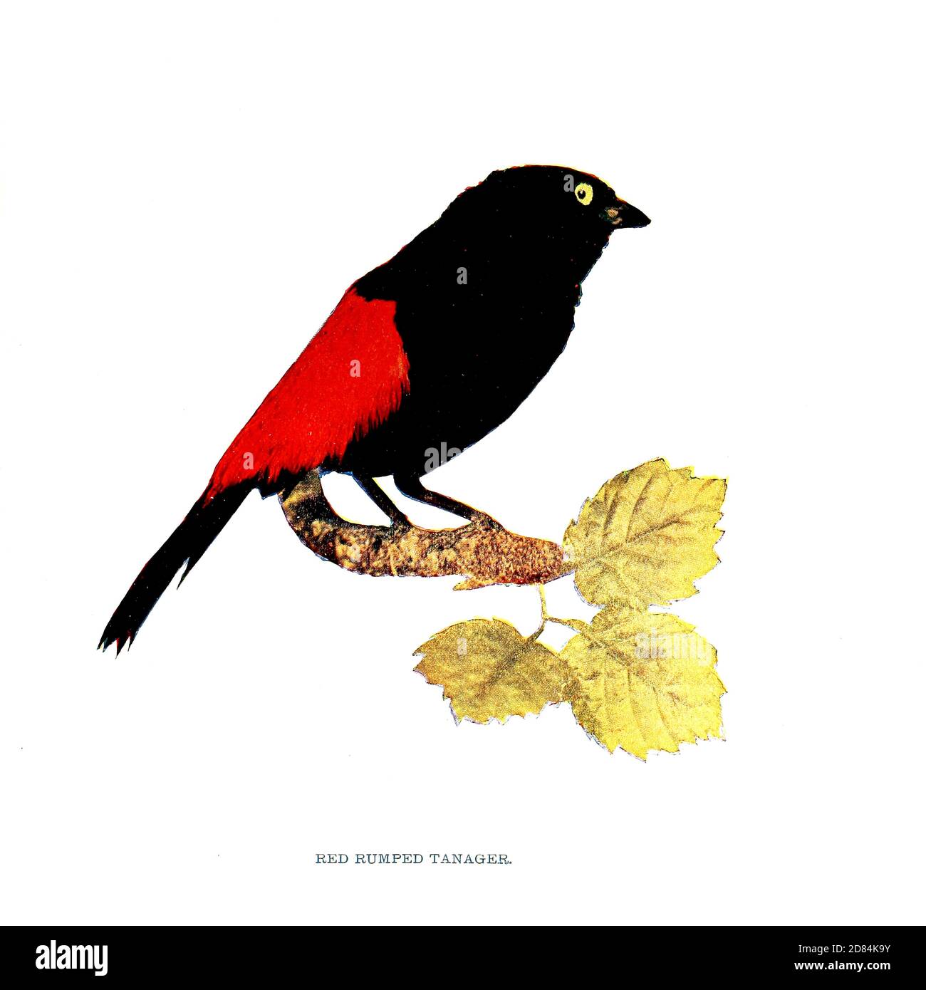 Scarlet-rumped tanager [Here as Red Rumped Tanager] (Ramphocelus passerinii) is a medium-sized passerine bird. This tanager is a resident breeder in the Caribbean lowlands from southern Mexico to western Panama. From Birds : illustrated by color photography : a monthly serial. Knowledge of Bird-life Vol 1 No 1 January 1897 Stock Photo