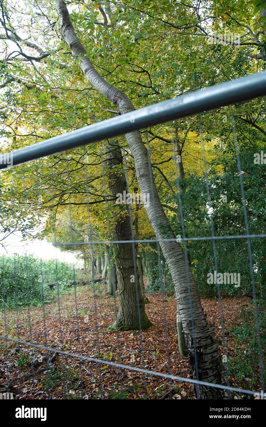 Aylesbury Vale, Buckinghamshire, UK. 26th October, 2020. HS2 are continuing to fell ancient woodland at Grim's Ditch in Buckinghamshire. Some of the trees in the now HS2 compound of this ancient woodland are numbered trees. Anti HS2 environmental campaigners allege that HS2 do not have a bat licence for felling in these ancient woodlands and so are potentially committing a wildlife crime. Construction of the High Speed Rail from London to Birmingham puts 108 ancient woodlands, 33 SSSIs and 693 wildlife sites at risk. Credit: Maureen McLean/Alamy Stock Photo