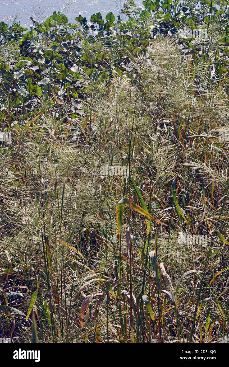 Wild rice (Zizania aquatica). Called Annual wildrice and Souther wild rice also Stock Photo