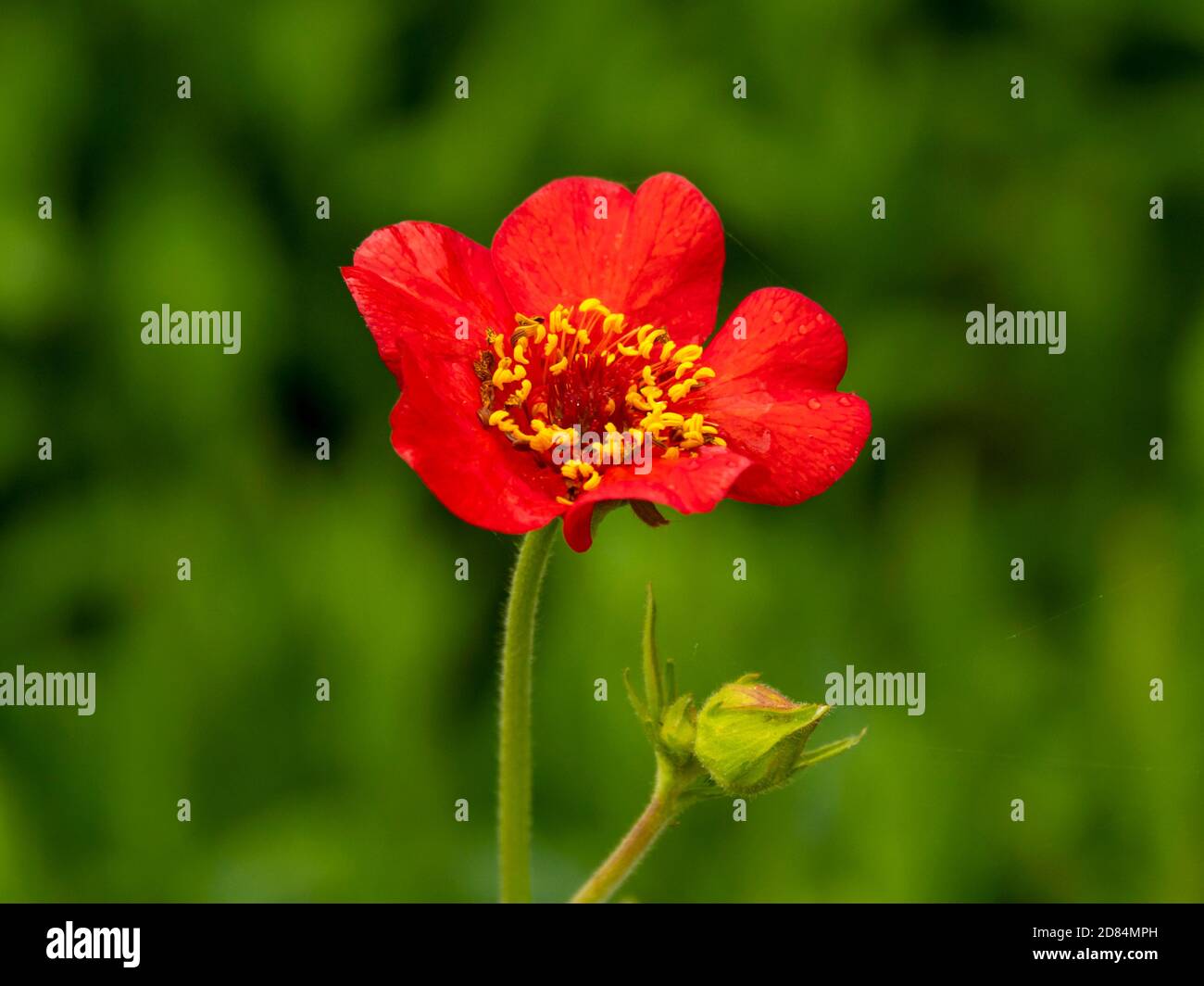 Closeup of a pretty little red Geum Feuerball flower and bud in a garden Stock Photo