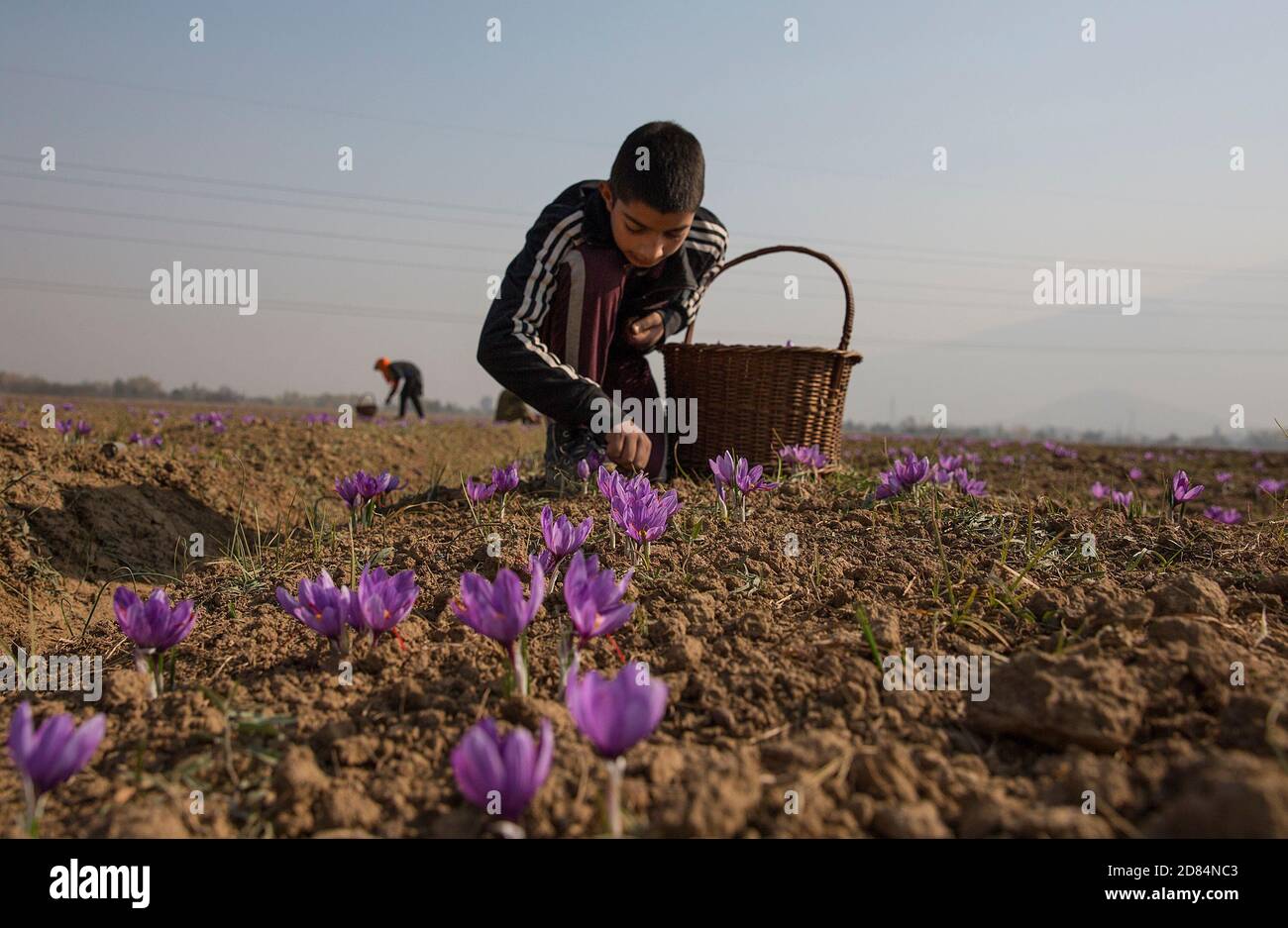 Srinagar, Indian-controlled Kashmir. 27th Oct, 2020. Villagers pick saffron flowers in Pampore area of Pulwama, about 15 km south of Srinagar city, the summer capital of Indian-controlled Kashmir, Oct. 27, 2020. Credit: Javed Dar/Xinhua/Alamy Live News Stock Photo
