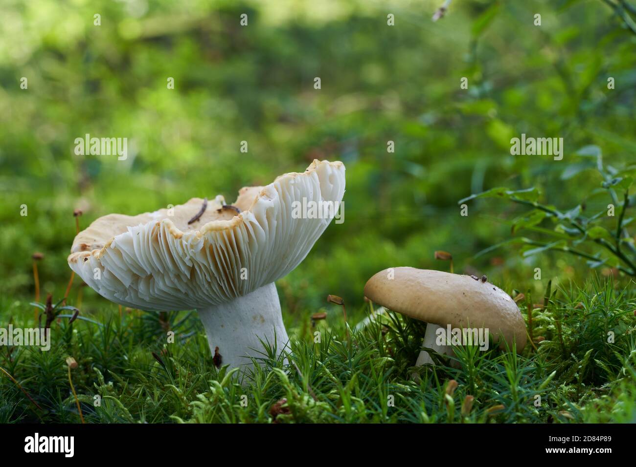 Edible mushroom Russula ochroleuca in the spruce forest. Known as