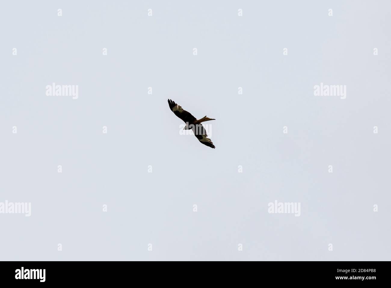Flying Red Kite Bird Stock Photo