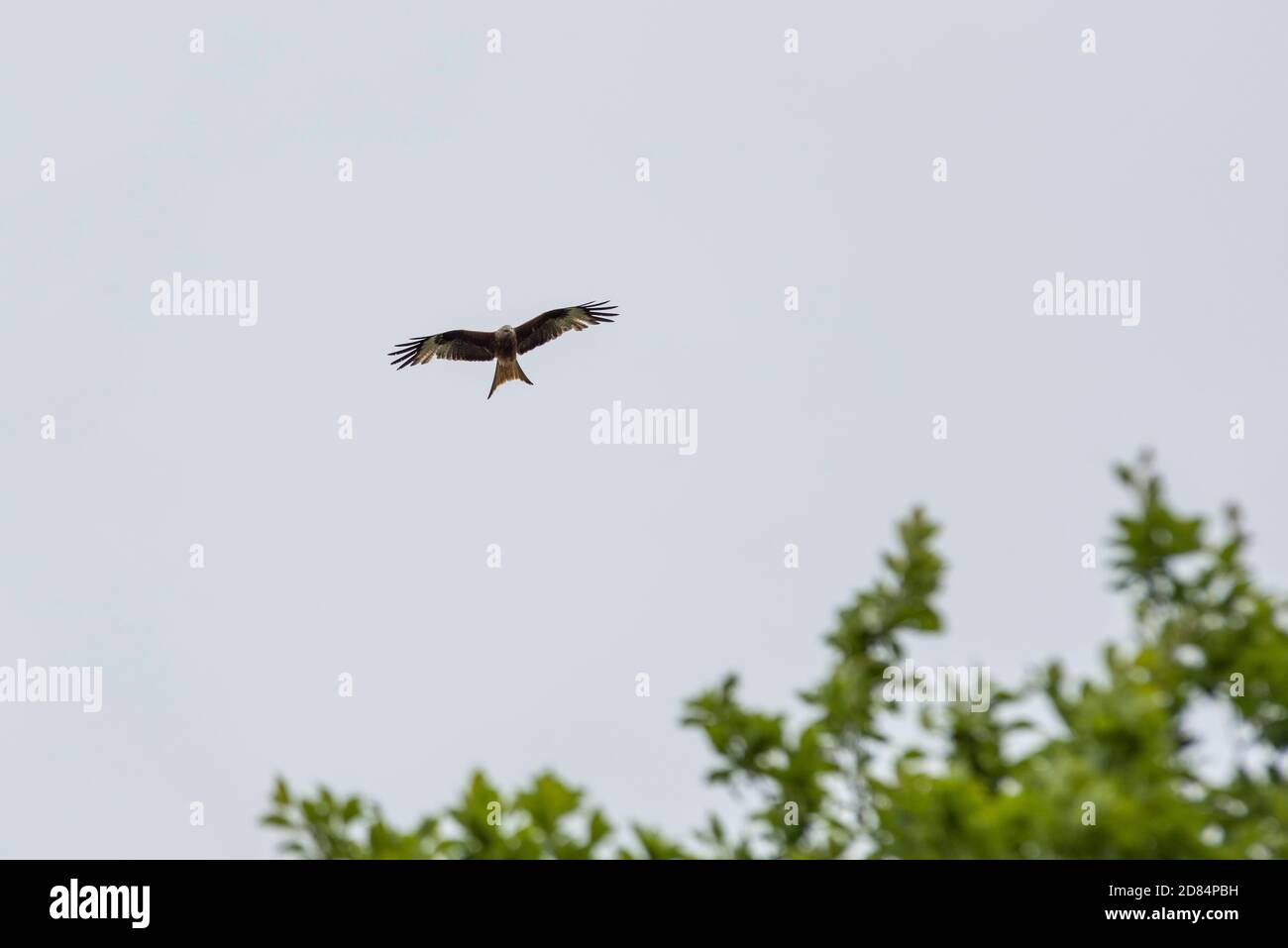 Flying Red Kite Bird Stock Photo