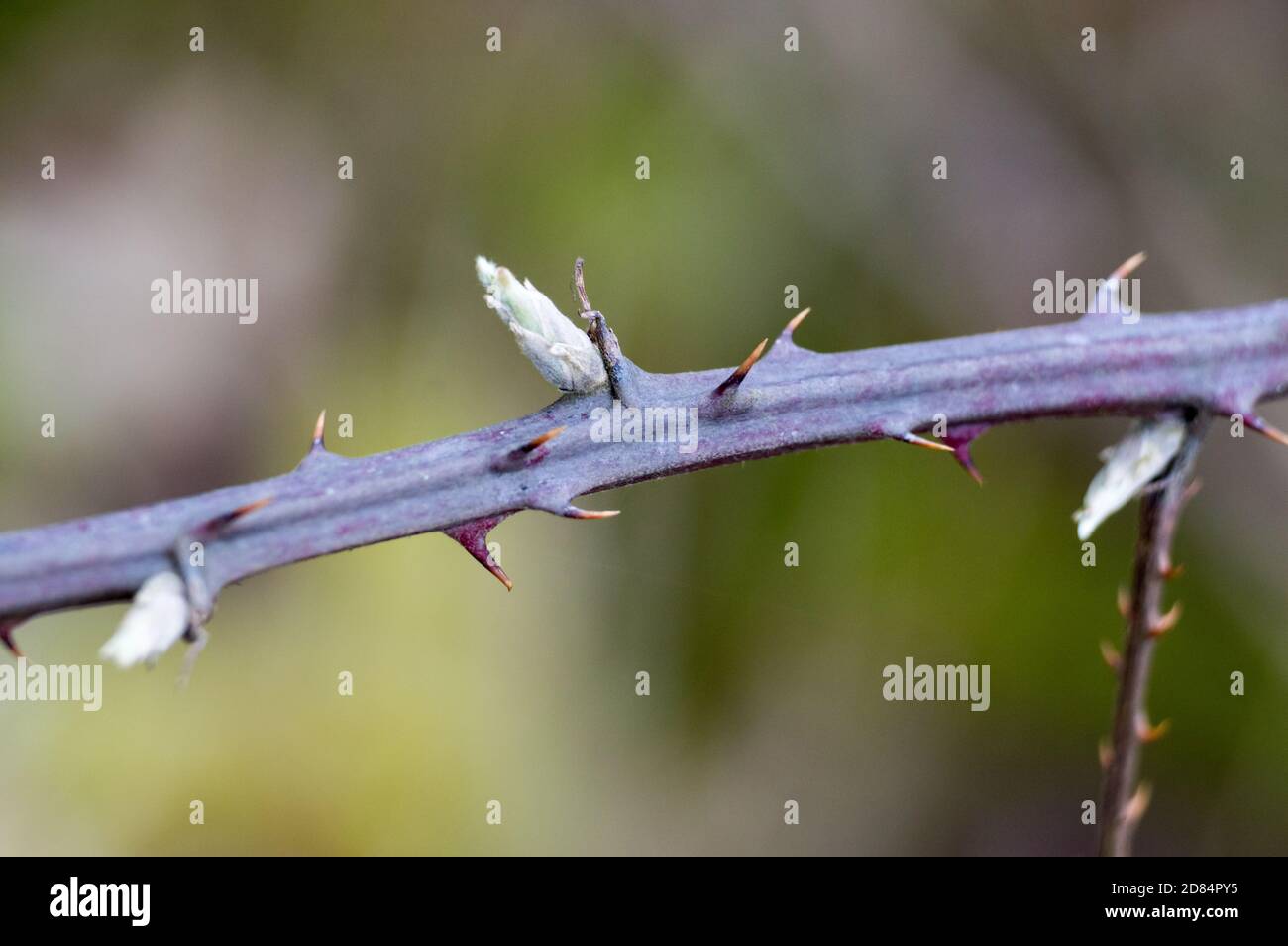 thorns of blackberry and first burgeons Stock Photo Alamy