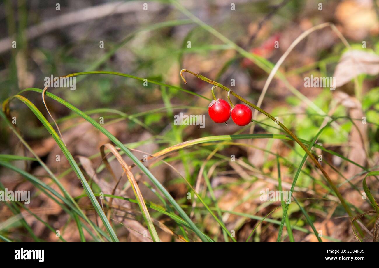 Macro of the Lily of the valley, Convallaria majalis, tree red berries