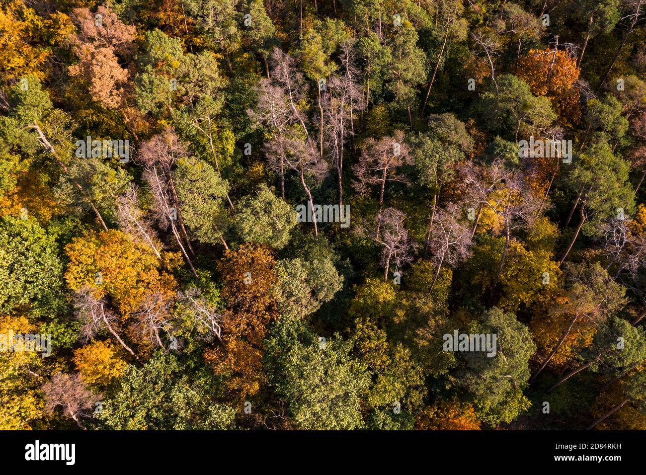 Aerial view of a forest that is affected by drought and forest dieback in the German coniferous forest Stock Photo