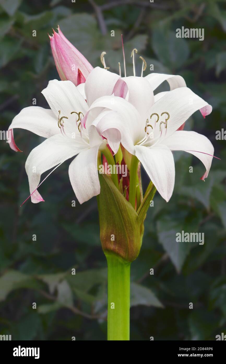 Mrs. James Hendry crinum lily (Crinum 'Mrs. James Hendry'). Hybrid between Crinum x digwidii and Crinum x scabrum Stock Photo