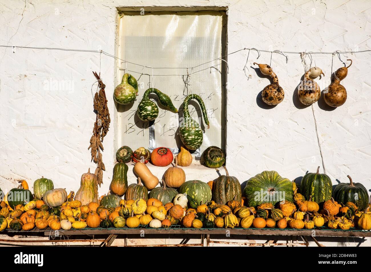 A collection of pumkins of different colors, shapes and sizes nicely arranged in front of a cottage in Germany Stock Photo