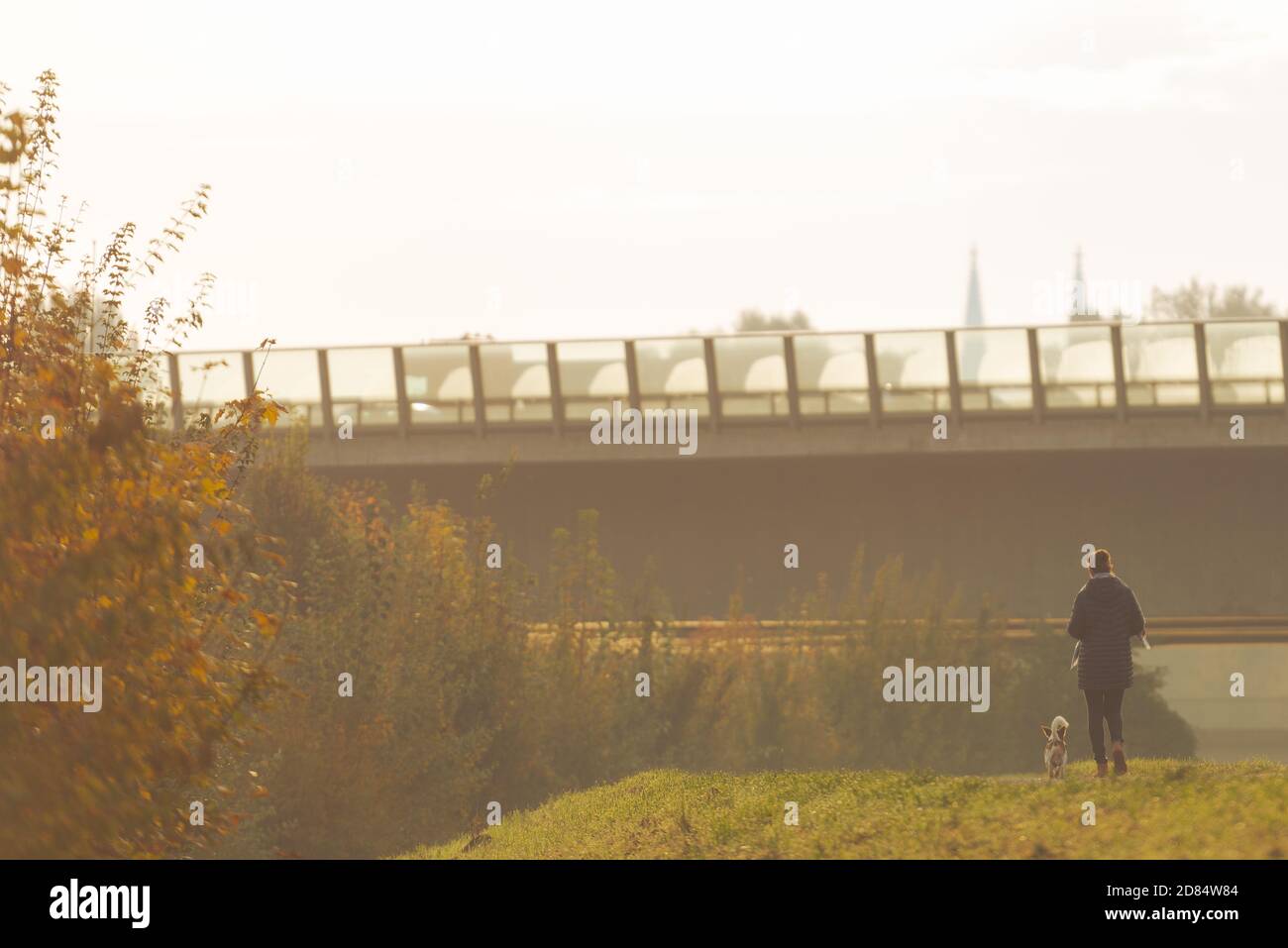 Unrecognizable woman seen from behind going on a walk with her unleashed dog in early morning mist with colorful trees and highway bridge in backgroun Stock Photo