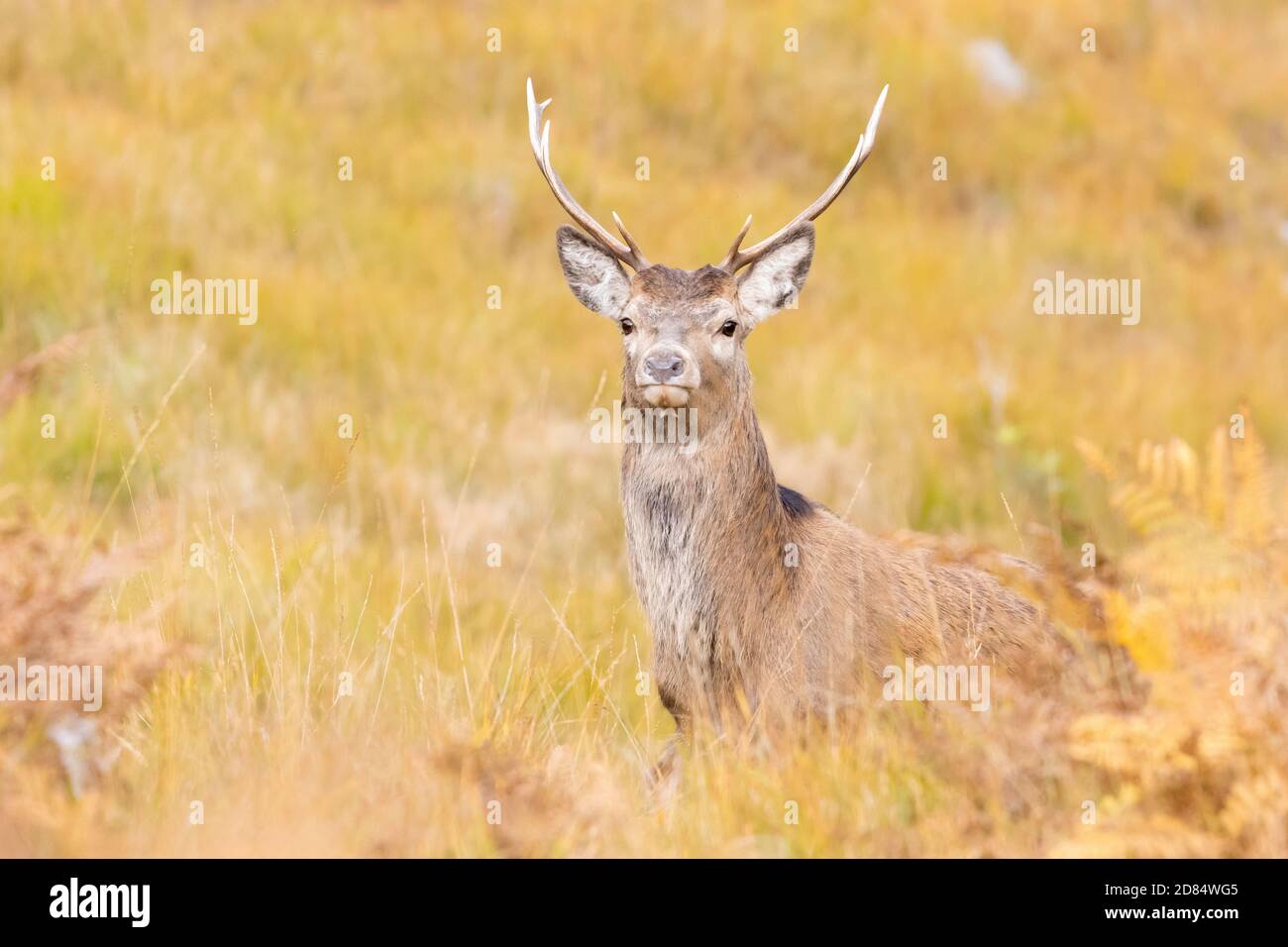 Red deer stag (Cervus elaphus) through long grass in autumn at Glen Etive Scotland Stock Photo