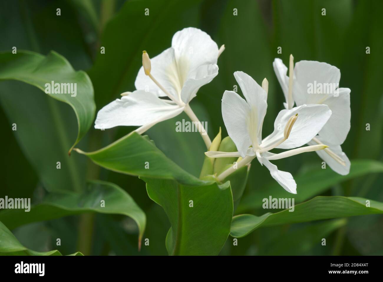 White ginger lily (Hedychium coronarium). Called White garland-lily also Stock Photo