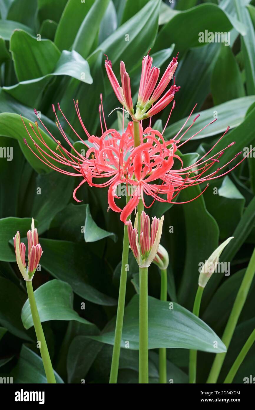 Red Spider Lily (Lycoris radiata). Called Surprise Lily, Hell Flower, Red Magic Lily and Equinox flower also Stock Photo