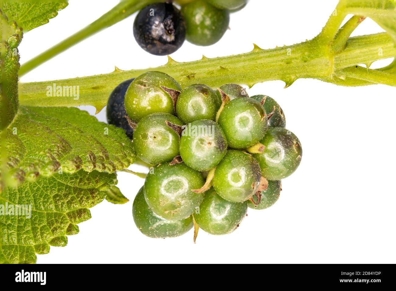 Berries of Lantana camara sanguinea, Verbenaceae family. It's a Mediterranean garden plant highly appreciated for the amount of flowers it offers us a Stock Photo