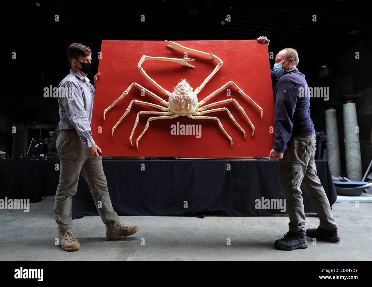 A rare giant Japanese spider crab (estimate GBP 8000-12,000) is moved into  the sale room during a preview of the forthcoming Evolution Sale at Summers  Place Auctions, Billinghurst, West Sussex Stock Photo -