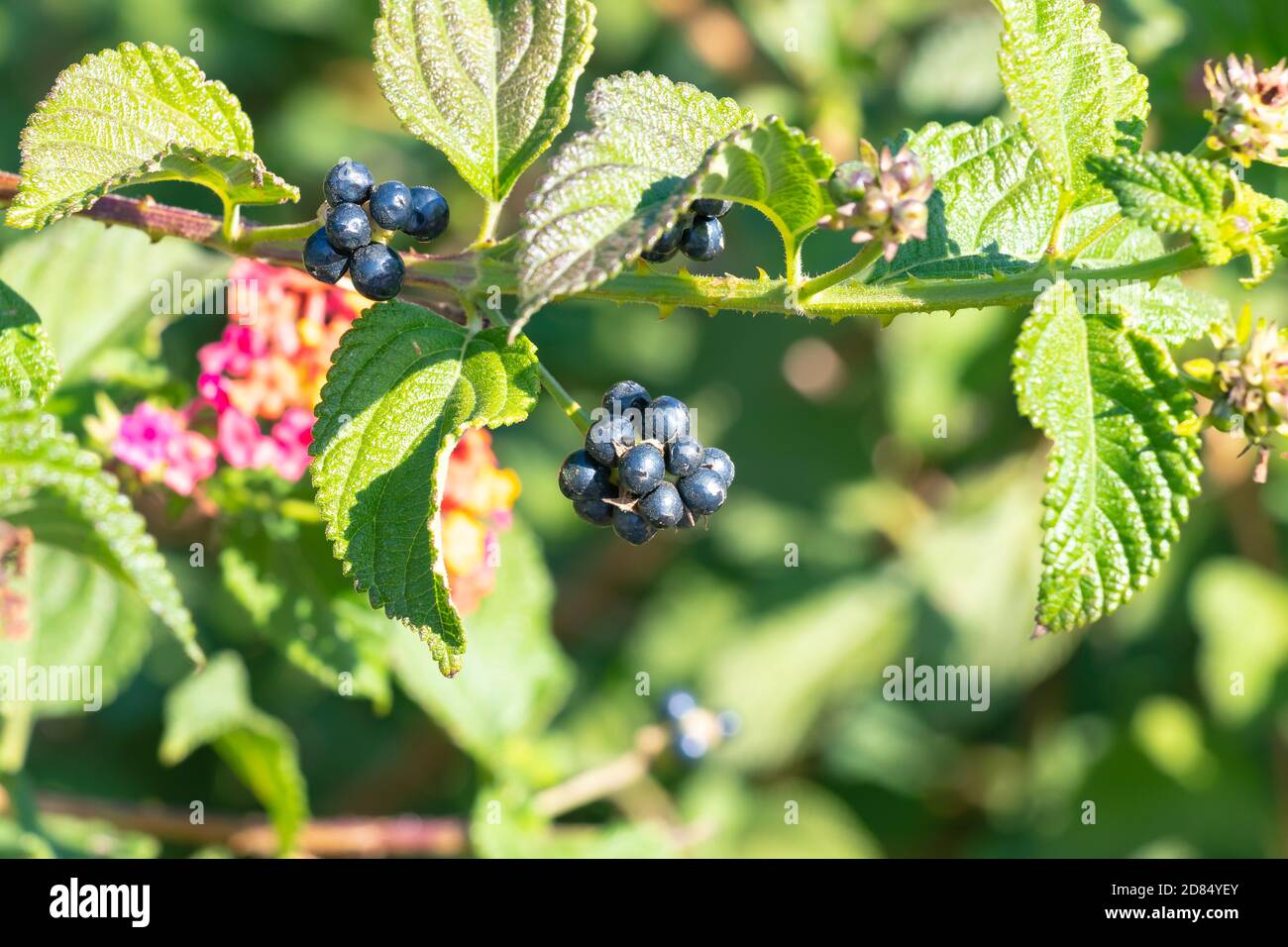 Berries of Lantana camara sanguinea, family Verbenaceae. Stock Photo