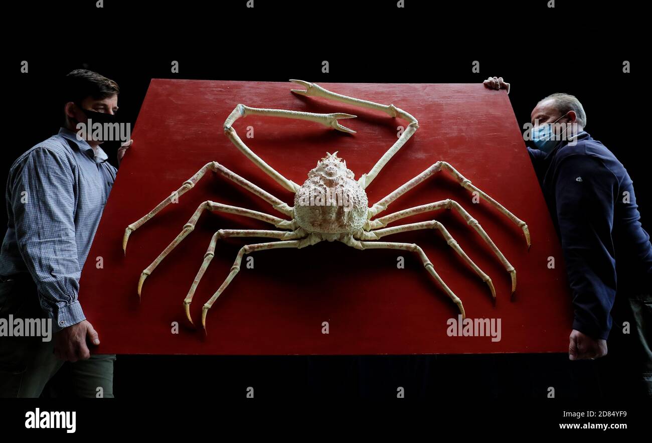 A Rare Giant Japanese Spider Crab Estimate Gbp 8000 12 000 Is Moved Into The Sale Room During A Preview Of The Forthcoming Evolution Sale At Summers Place Auctions Billinghurst West Sussex Stock Photo