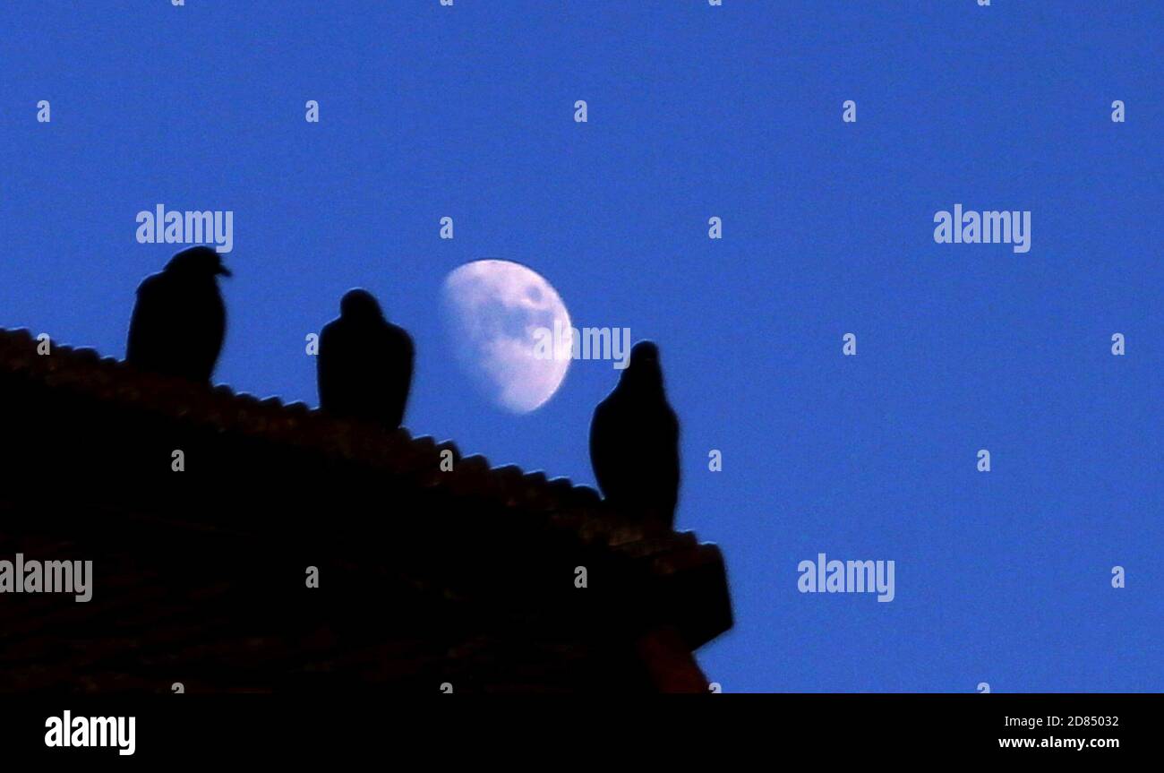 Kathmandu Nepal 27th Oct 2020 Pigeons Rest On Roof Of A Temple Against Rising Waxing Gibbous Moon In Kathmandu Capital Of Nepal On October 27 2020 Astronomers From The National Aeronautics And Hey @miaminewtimes miami's own moon pigeon is flying off to arizona to open up for @candlebox @ @saliva #representlocalmusic. https www alamy com kathmandu nepal 27th oct 2020 pigeons rest on roof of a temple against rising waxing gibbous moon in kathmandu capital of nepal on october 27 2020 astronomers from the national aeronautics and space administration nasa for the first time have detected water molecules on the sunlit surface of the moon raising hopes that water there may be more plentiful than previously believed the space agency said monday credit sunil sharmazuma wirealamy live news image383655190 html