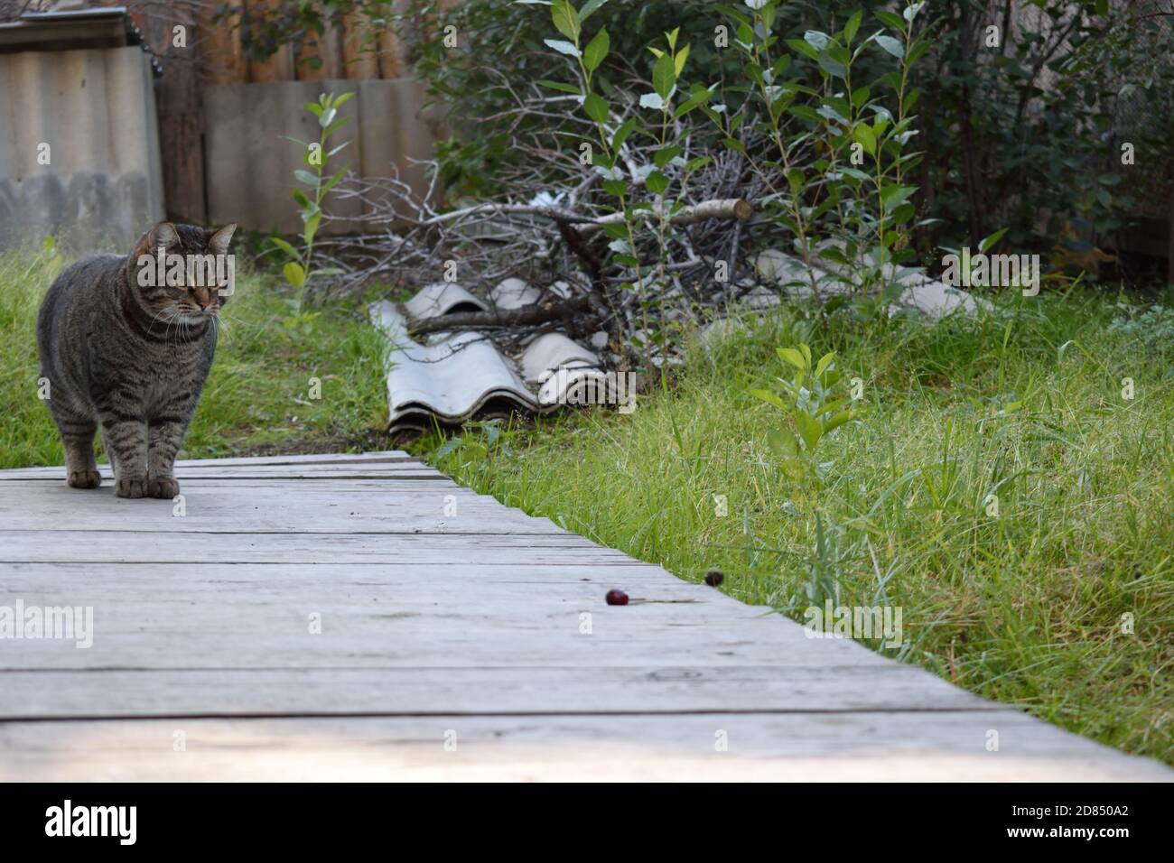 Tabby Cat Exploring Outside Stock Photo - Alamy