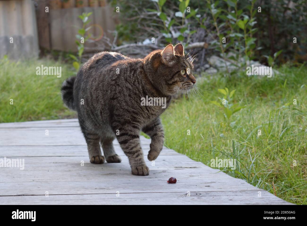 Tabby Cat Exploring Outside Stock Photo - Alamy