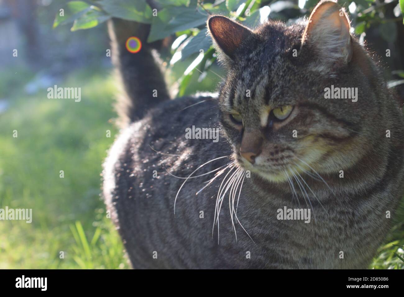 Cute Tabby Cat Exploring Outside on a Sunny Day Stock Photo - Alamy
