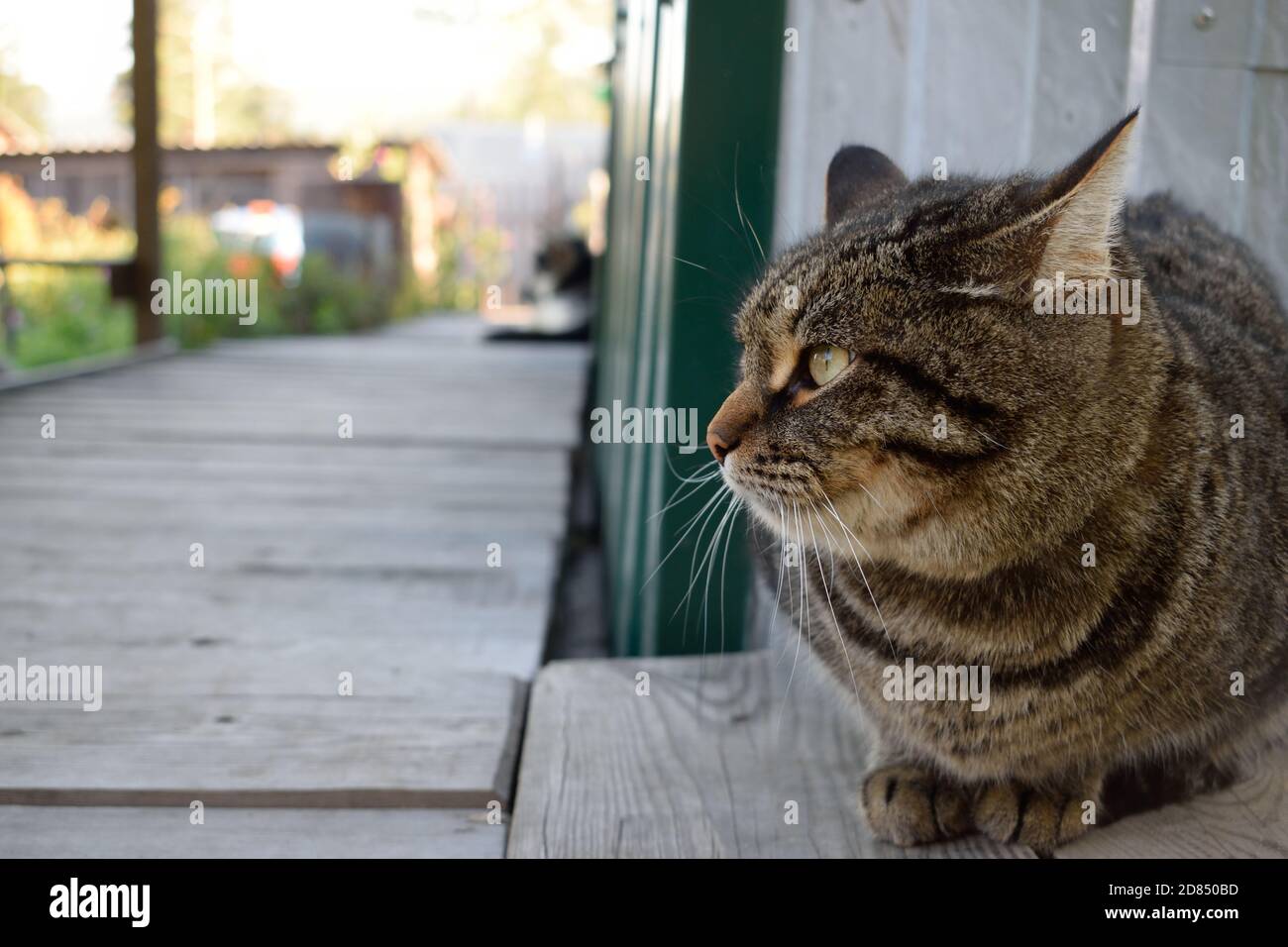 Tabby Cat Hiding Behind a Corner from a Dog Stock Photo Alamy