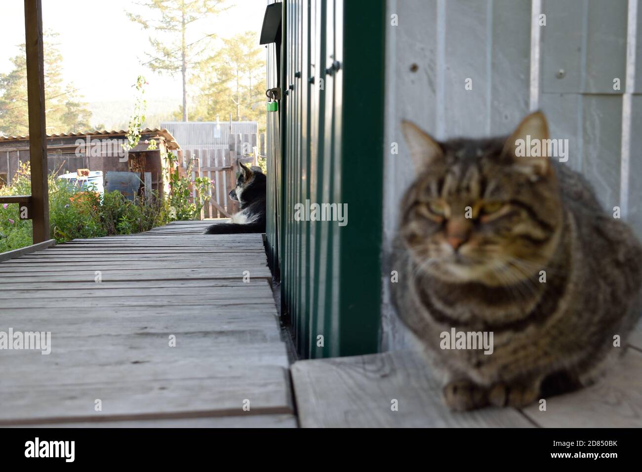 Tabby Cat Hiding Behind a Corner from a Dog Stock Photo Alamy