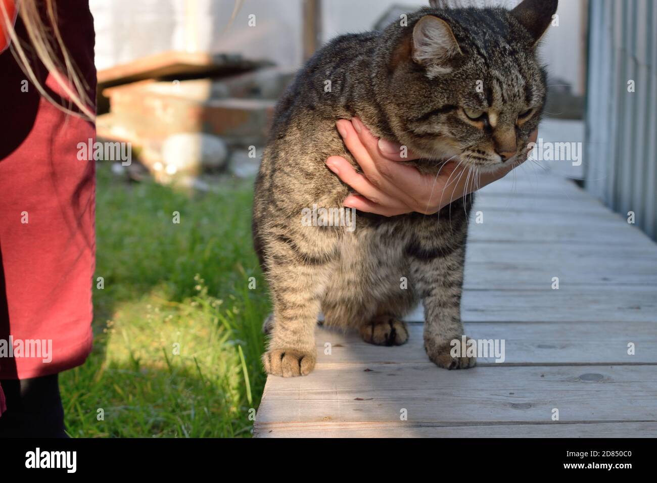 Tabby Cat Does Not Want to Be Stroked Stock Photo