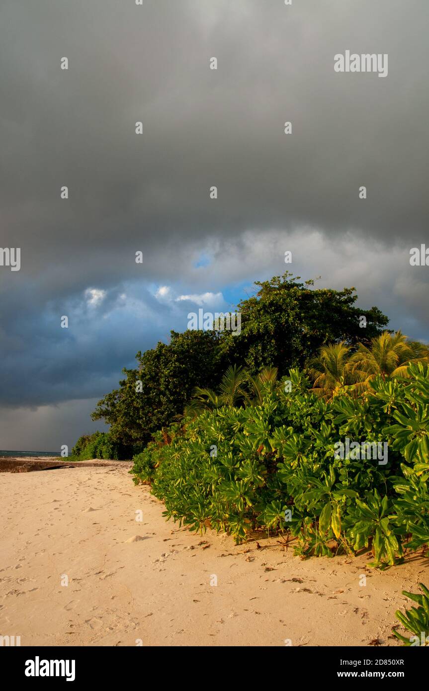 Green vegetation on the tropical beach (Autograph Tree, Clusia rosea) Stock Photo