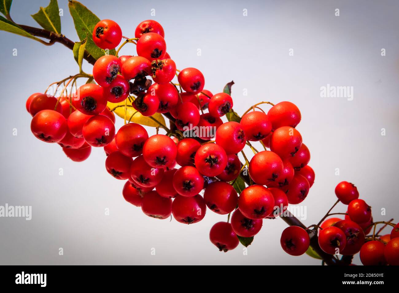 Pyracantha 'Darts Red', growing in a counry garden. Stock Photo