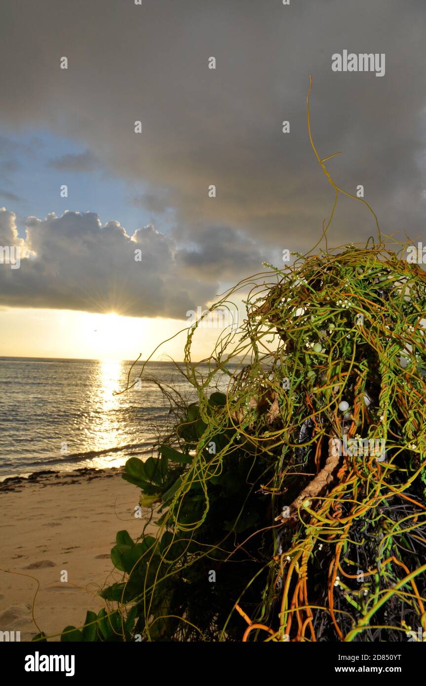 Tropical plant of Laurel Dodder (Cassytha filiformis) on the beach with the sun over the sea in a moody sky Stock Photo